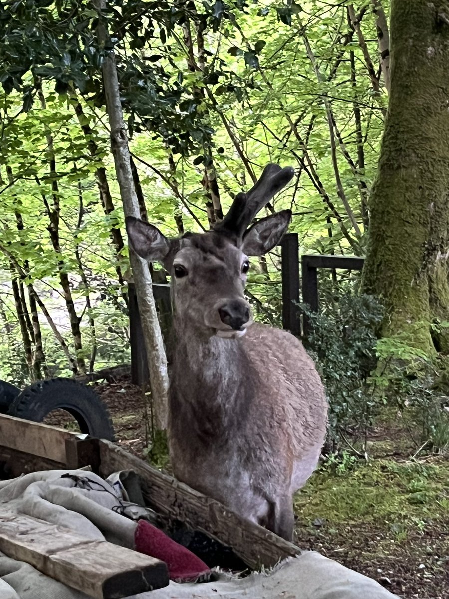 Our last night Glencoe finale, with fire, games, songs and sharing, was interrupted by the local wildlife. Happily ‘Wonky’ preferred the compost heap to our toasted marshmallows. 🔥