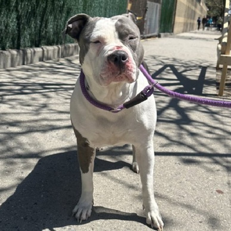 🐾6-y/o Bella surrendered after 2 yrs b/c owner having personal issues. House/ crate-trained, good leash-walker, waggy, active, curious, knows cues. Friendly w/ strangers, playful w/ kids, cats & all size dogs. Needs an offer by *5/11* nycacc.app/#/browse/198252