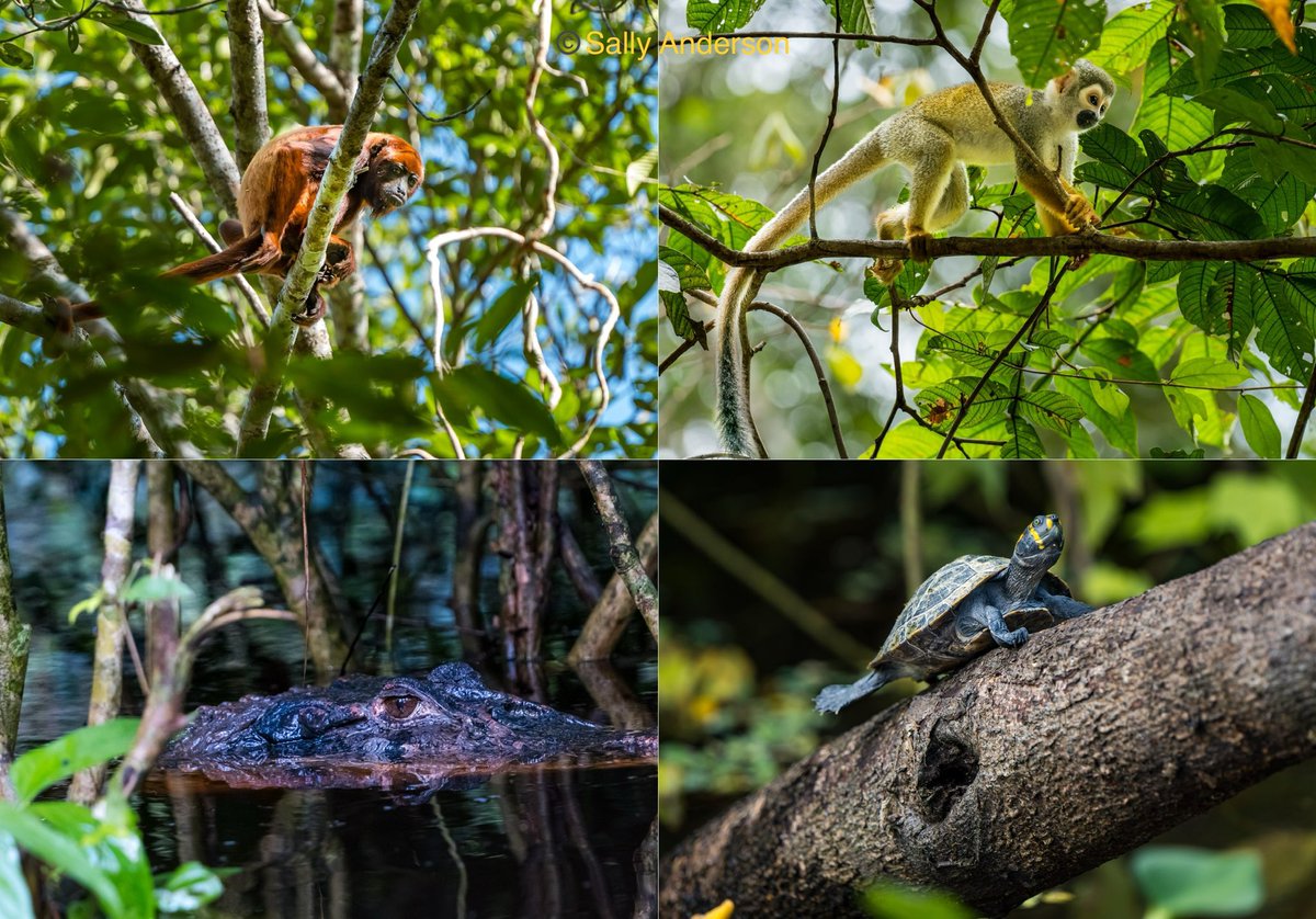 A small selection of wildlife from the Amazon rainforest at Napo Wildlife Centre in Ecuador, the most biodiverse place in the world. Howler monkey, squirrel monkey, black caiman and yellow spotted river turtle.