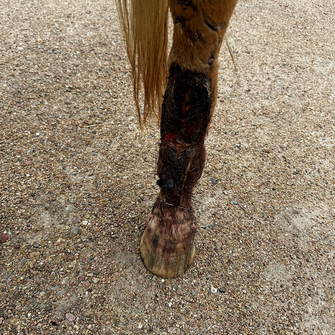 FemaleRancher's tweet photo. Rocky the horse is always finding trouble or getting hurt. ๐
Came out to the pasture to find he cut his leg on something. Horse problems! ๐ด Buy a horse they said, it will be fun they said. #horseproblems #rockythehorse #equestrianlife #pasturelife #horsesofinstagram #equine https://t.co/UpGUvcBbAa