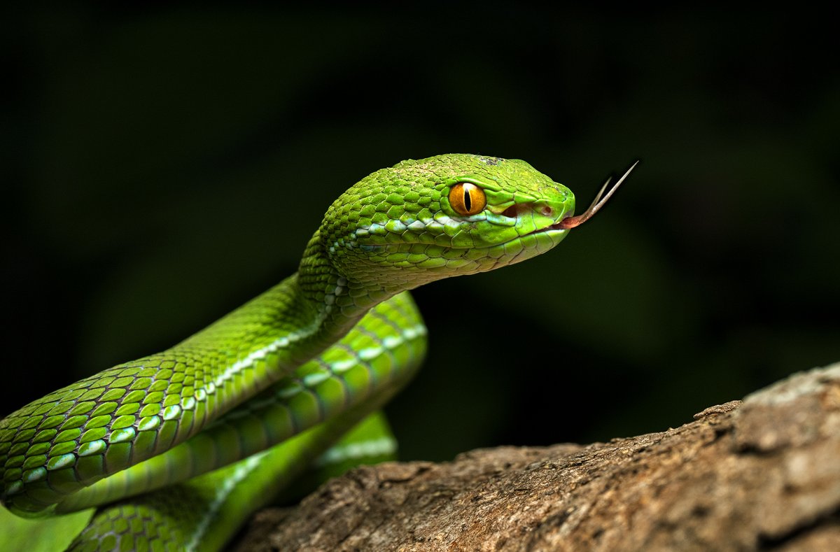 When your friend's food looks way better than yours. Pictured here is a white-lipped pit viper. #Repost from Instagram | Mohan Thomas 📸 Want to get featured? Upload your pictures and tag us using @natgeoindia and #natgeoindia on Instagram.