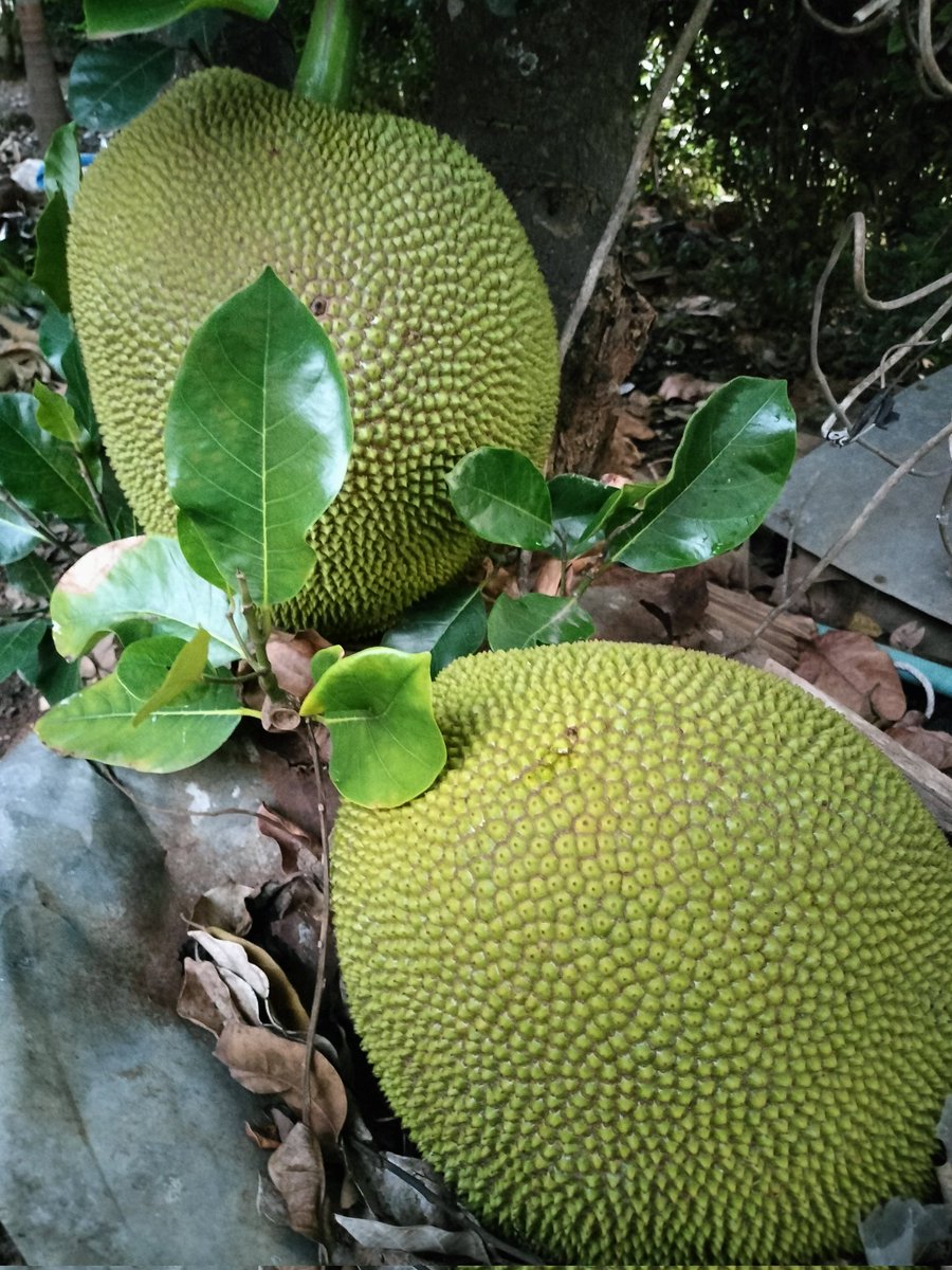 ขนุน Jackfruit