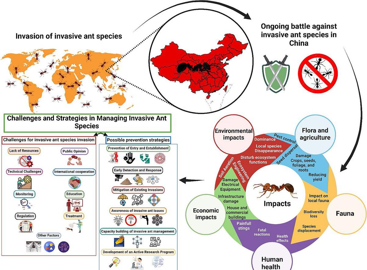 The ecological & socioeconomic impacts of ant invasions - and of course invasions in general - are a global biosecurity issue. A new review of the management challenges in preventing invasive ants from threatening China's ecosystems & agriculture: sciencedirect.com/science/articl…