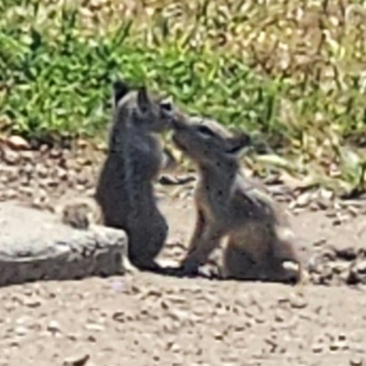 baby squirrels kissing at school today