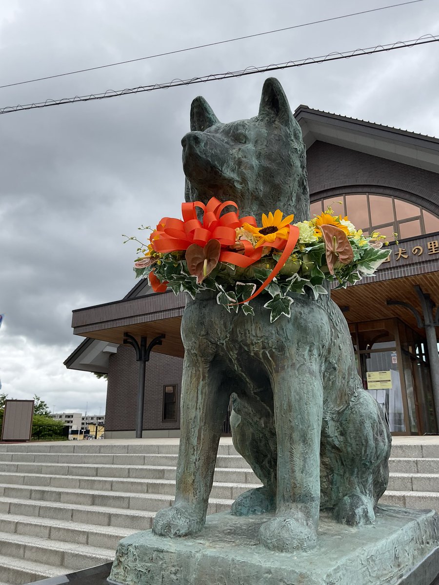 Good morning,Hachi
おはよう❗️大館

#ハチ公 #hachiko #Akita #大館 #渋谷 #woonsocket #秋田犬 #loyaldog