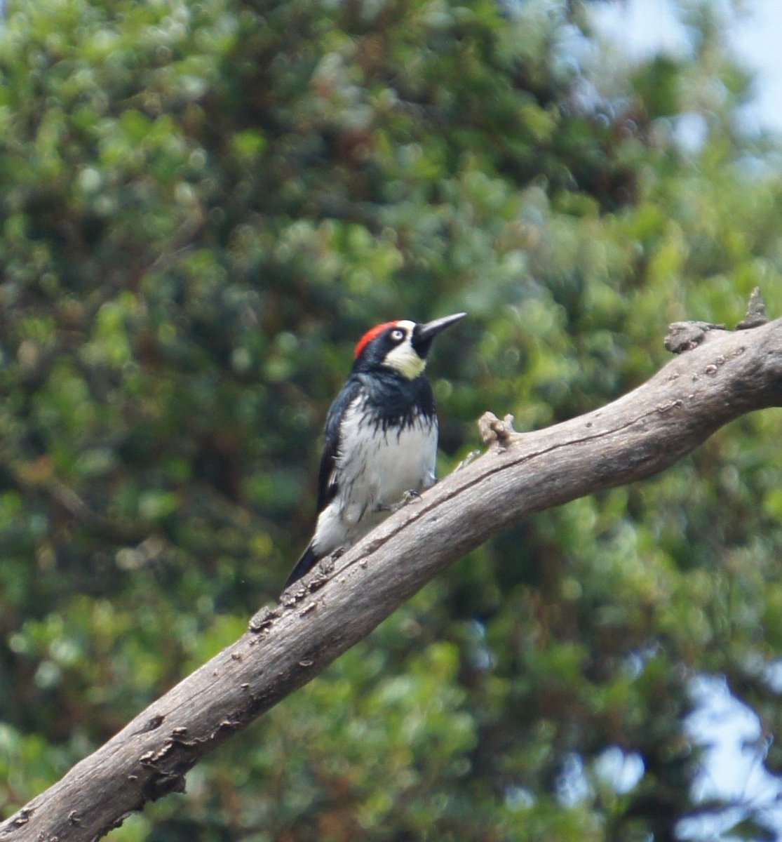 Have dusted off the old digital camera. Here's an acorn woodpecker, bit blurry, from this morning. That's a mean looking beak.

#birding #NaturePhotography #naturephoto #wildlifephotography #nature #outdoors #noplanetB