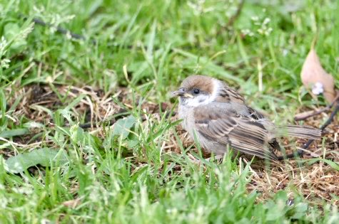 おはようございまちゅん

#ちゅん活　#すずめ　#ひな　#野鳥観察　#おはよう　#sparrow #birdwatching #naturelovers #BIRDJAPAN #GoodMorningEveryone