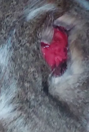 MaryCaptorx's tweet photo. GENTE por favor no ignoren esto se los ruego con todo mi corazón

ando abriendo comisiones de emergencia .. hoy llego mi gato a la casa con esta herida, a simple vista no se nota pero si es algo profunda, fui a un veterinario y me dijeron que tienen que cortar y saturar... https://t.co/VsklzusXrL