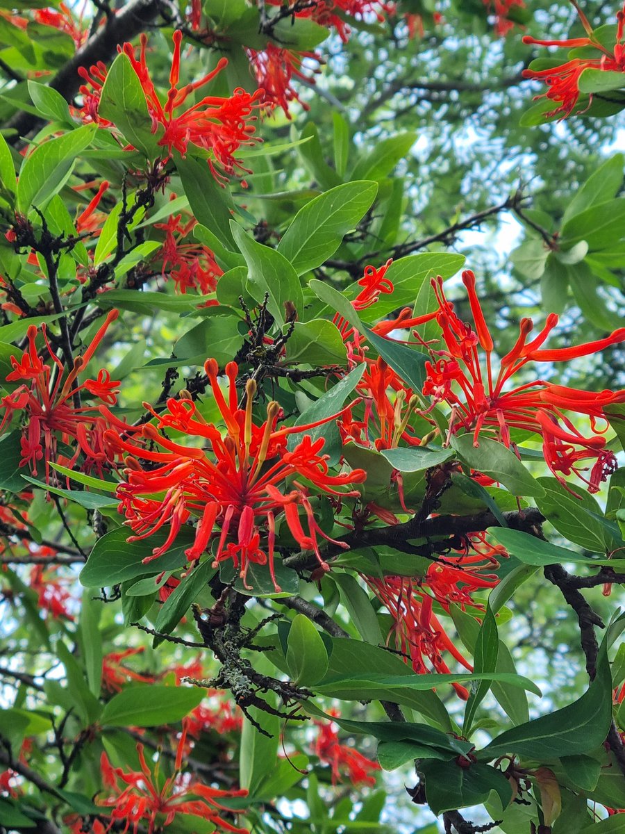 Chilean firetree (embothrium coccineum) in Parsonage Gardens #Didsbury #Manchester #Bloomtown #BlossomWatch #hanami