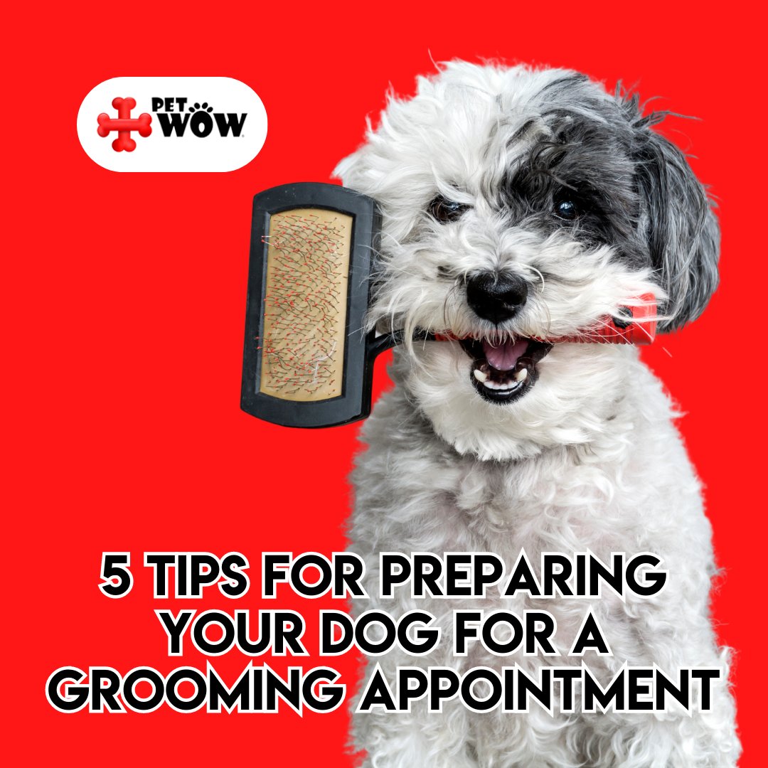 Preparing your dog for their first #grooming appointment is essential. To ensure a safe and stress-free grooming experience for both your groomer and your pup, here are some tips on how to prepare them. bit.ly/42JNtVc #doggrooming #petparents #petparenttips
