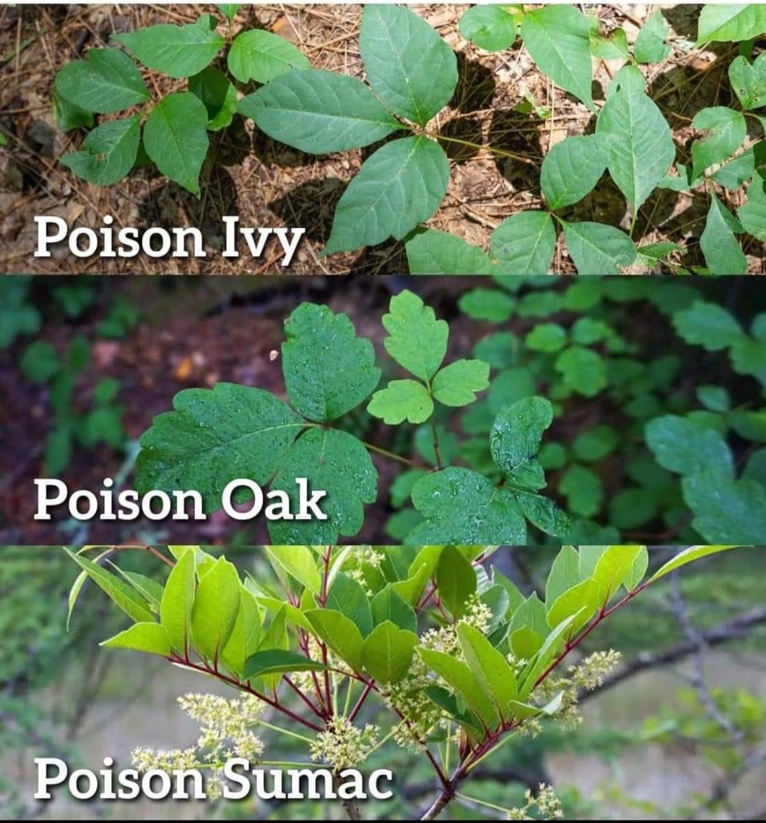 I have a poison sumac growing in my backyard. How can I kill it? I don’t want to spray roundup because little stream going down by my property.