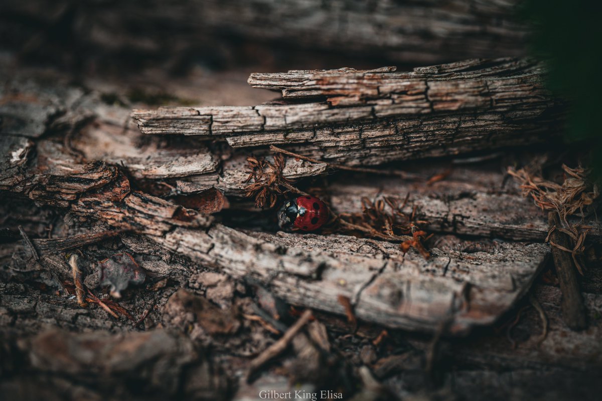 A ladybug 
 #photography #photooftheday #photograph #nature #gardenphotography #GilbertKingElisa #light #natural #wood #insect #colorful #petals #garden #morning #OutdoorAdventures #red #color #NaturePhotography #flowers #flower #trees #leaves #colourphotography #garden…