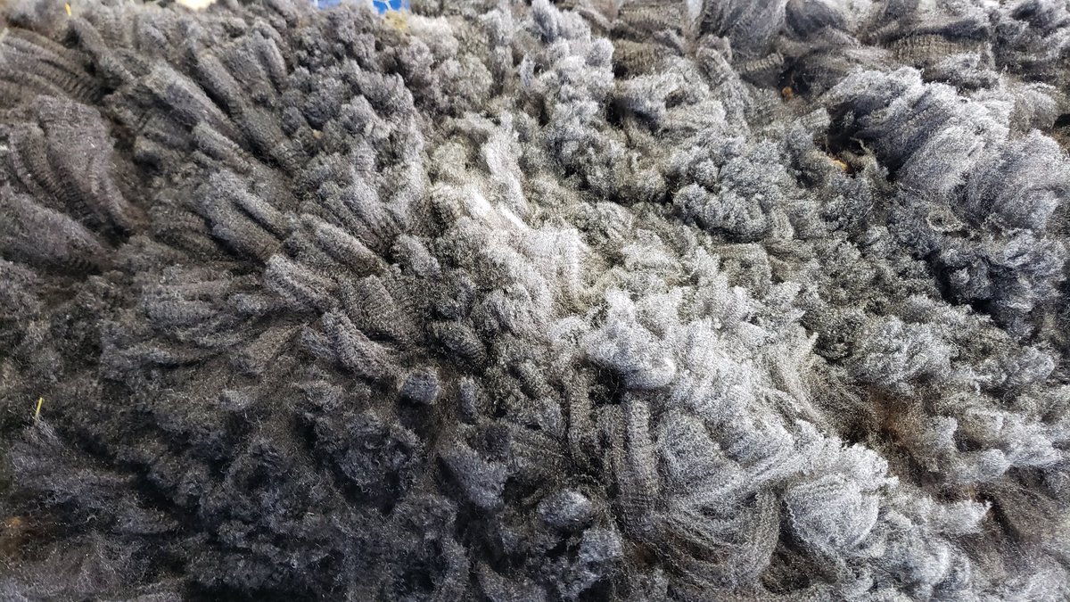 Delphis' baby #fleece is already spoken for! 😊 I hope this lady likes her fleece. 🤞🏼 #handspinning #wool #HeritageWool #HeritageBreed #GulfCoast