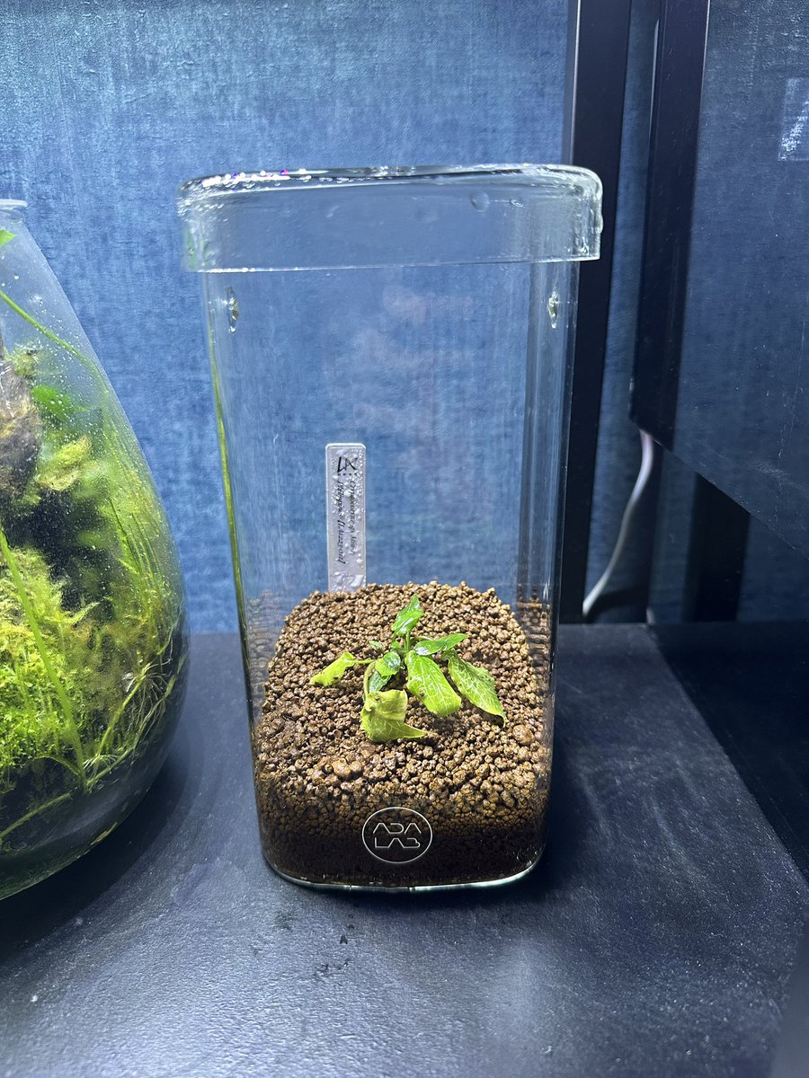 Cryptocoryne sp. Min-2 フィリピン産 Cryptocoryne sp. philippines min-2【LA便】