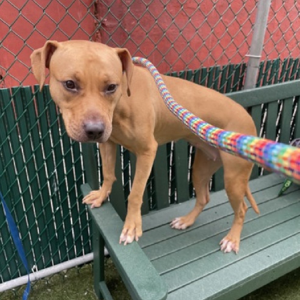 🐾3-y/o La La surrendered b/c owner says has no time for La La. Earned 2nd best behavior rating. Wiggly, active, playful, protective, excitable, anxious. Friendly w/ strangers, cats & familiar dogs. Available to foster or adopt. Needs an offer by *5/11* nycacc.app/#/browse/198239