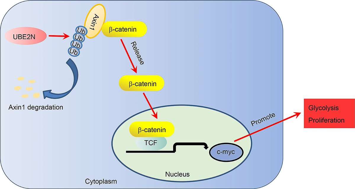 Researchers showed that abnormally high expression of UBE2N acts as a cancer promoter to strengthen #glycolysis and viability of #Prostate Cancer cells. The mechanism of UBE2N is its promotion of the ubiquitination of Axin1. bit.ly/3UD3eL4