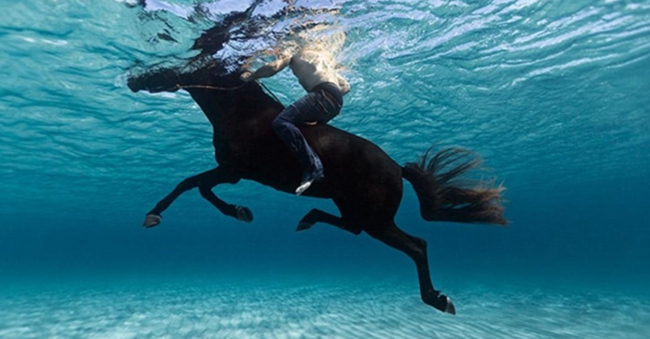 Did you know that horses can swim?