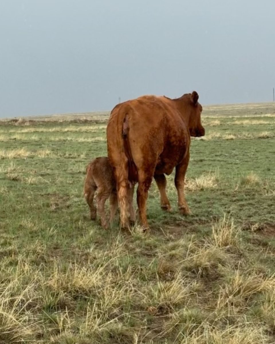A couple more newbies!

#fulldrawoutfitters #everythingeichler #fredeichler #ranch #ranchlife #ranching #cattle #calf #newbie #freshie #spring #colorado