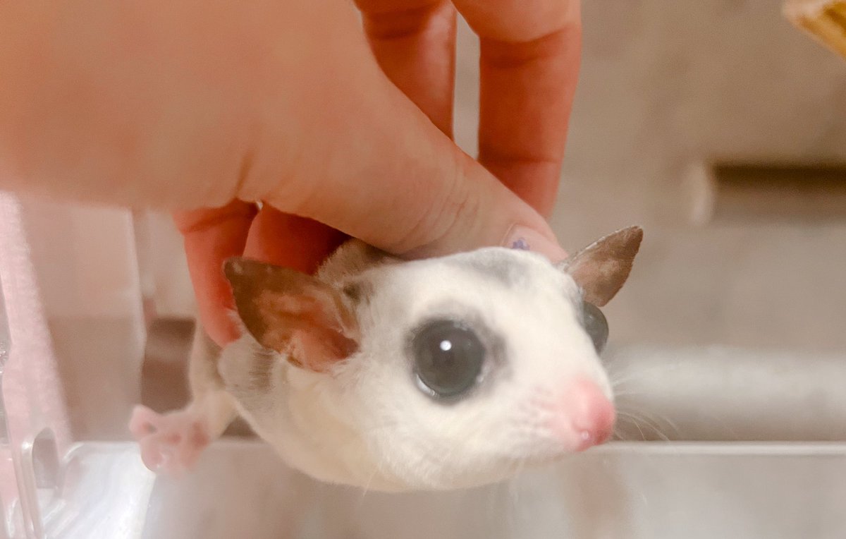 おはもも☀️

#フクロモモンガ  #フクモモ #sugarglider
#エキゾチックアニマル #animal #もふもふ