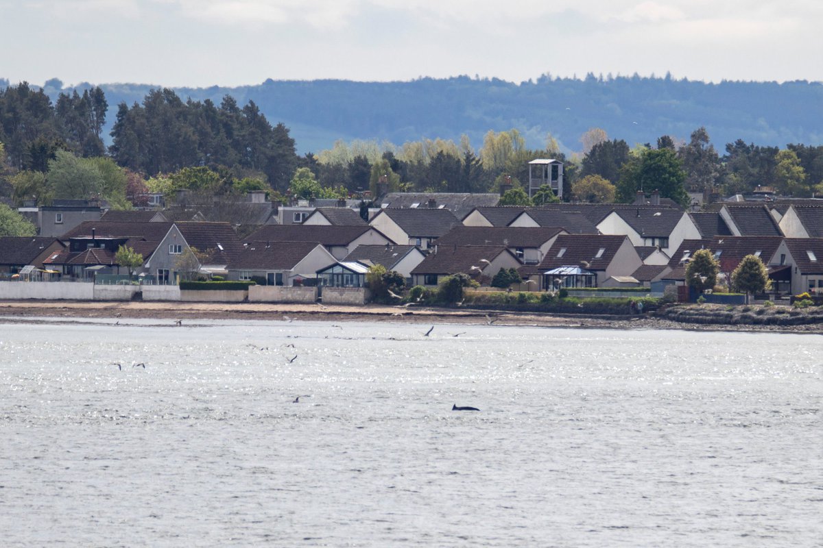 I had to leave for work before it came anywhere near Broughty Ferry, but there was a dolphin over by Tayport this afternoon.