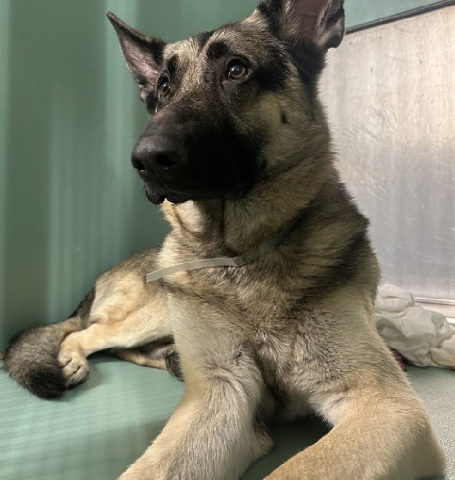 🐾Storm at ACC b/c owner arrested. Scared but cooperating. Earned 2nd best behavior at intake but is now pacing & spinning in his kennel. Has been on walks, neutral w/ staff, excitable, anxious. Needs a foster offer by *5/11* nycacc.app/#/browse/198595