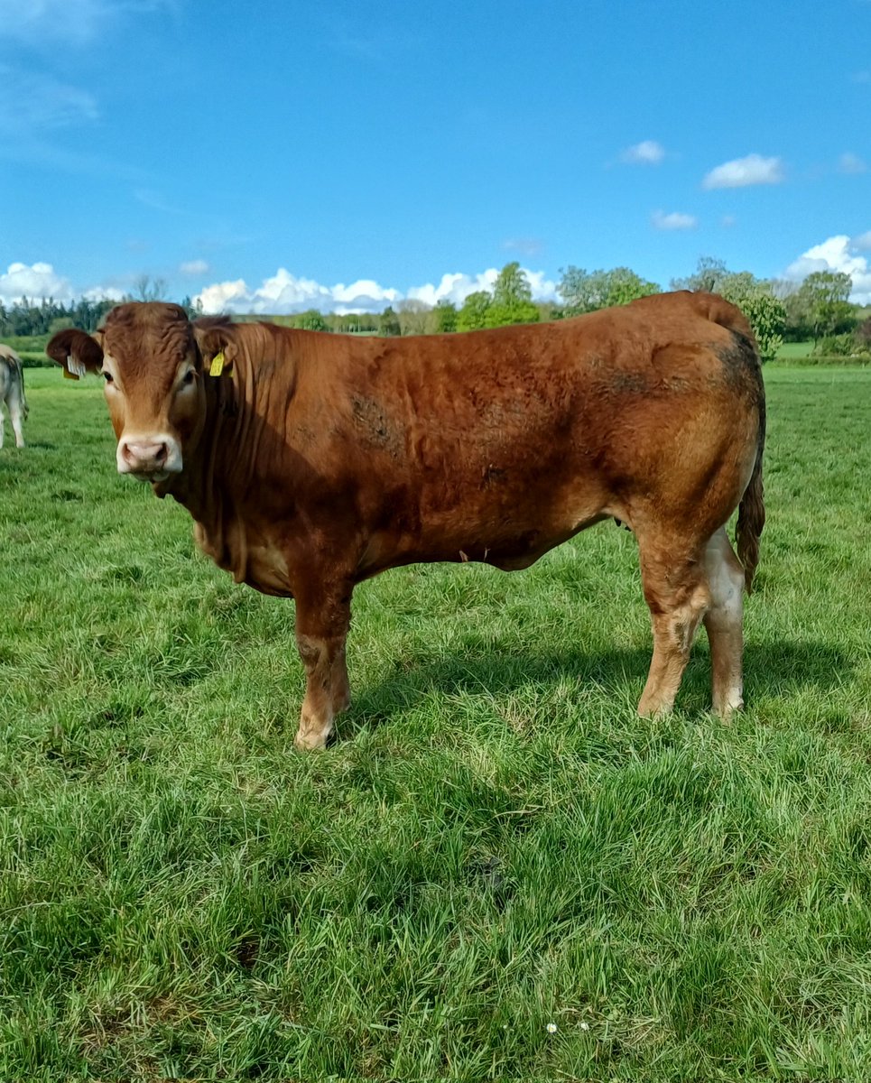 Steven Tierney tweet media