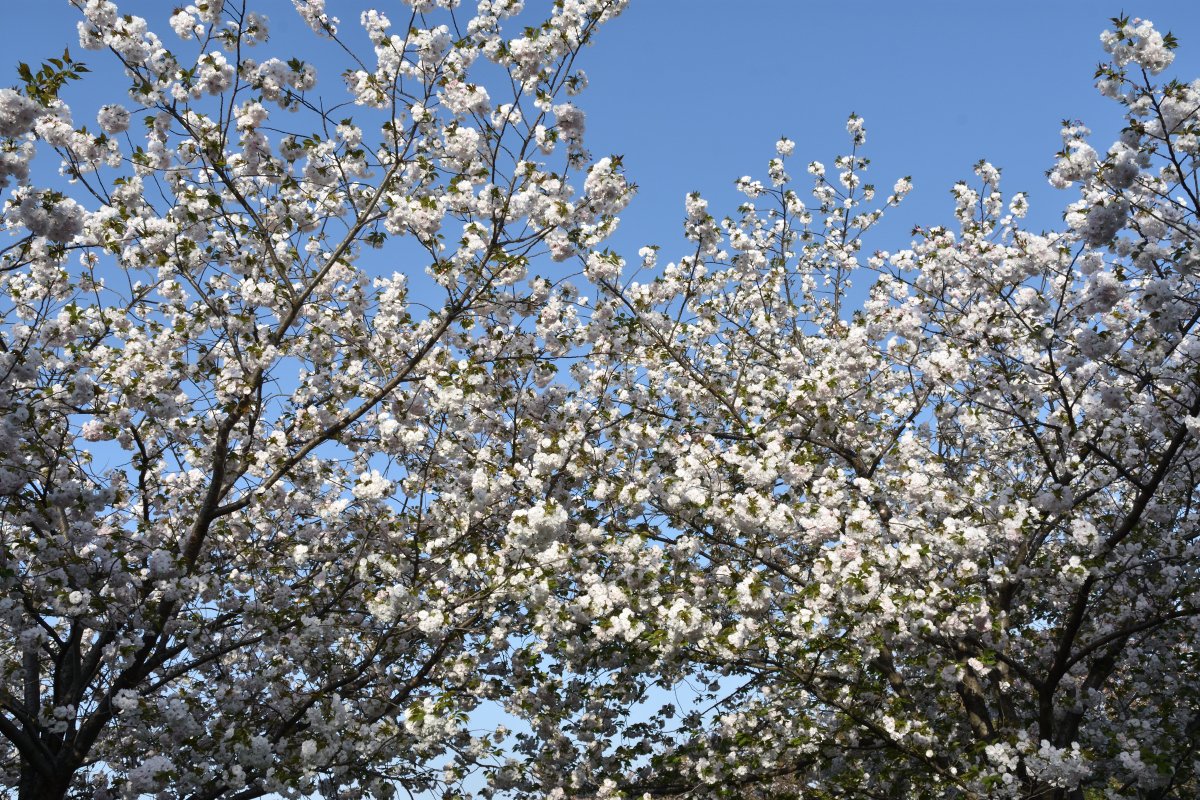 4/14の舎人公園は八重の桜で🙂　　＃桜　＃舎人公園
