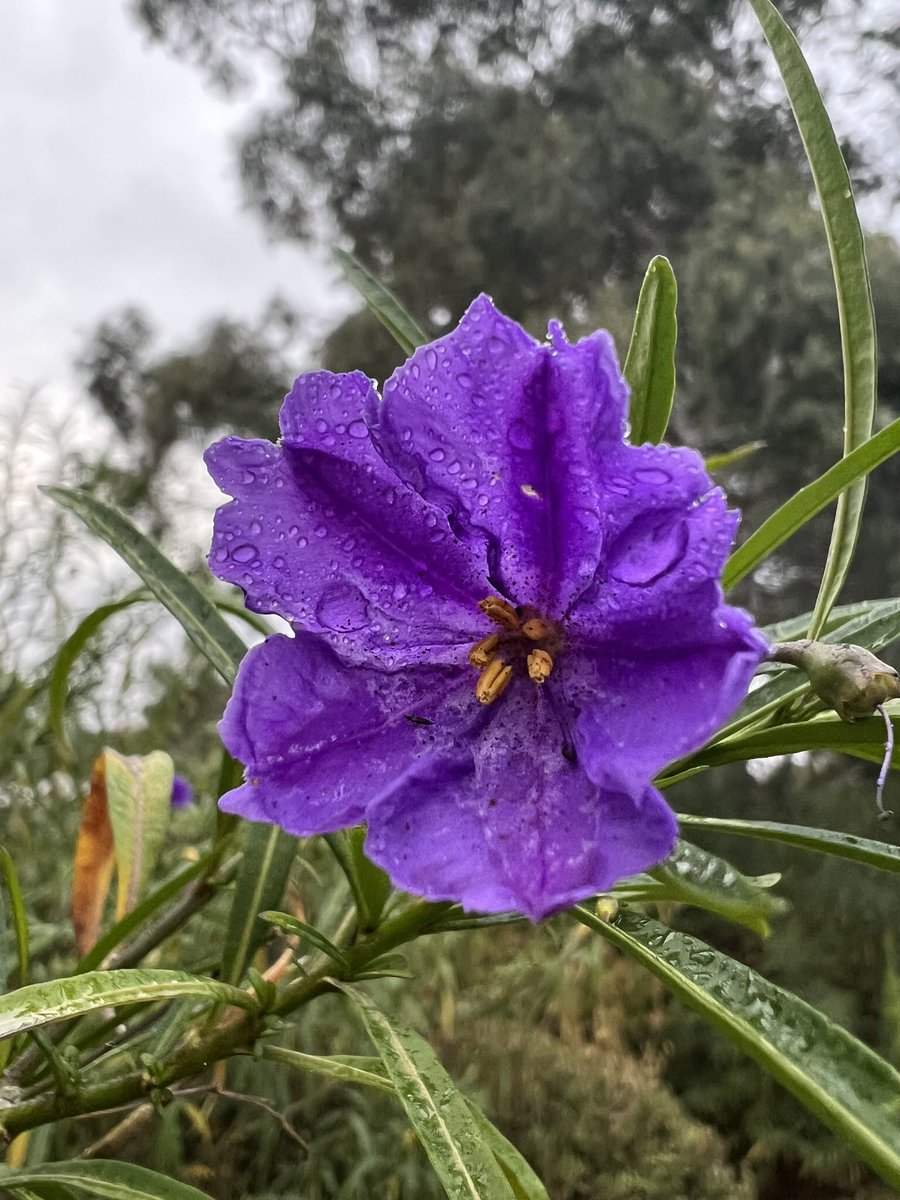 From a soggy #Canberra morning. #FlowersOnFriday