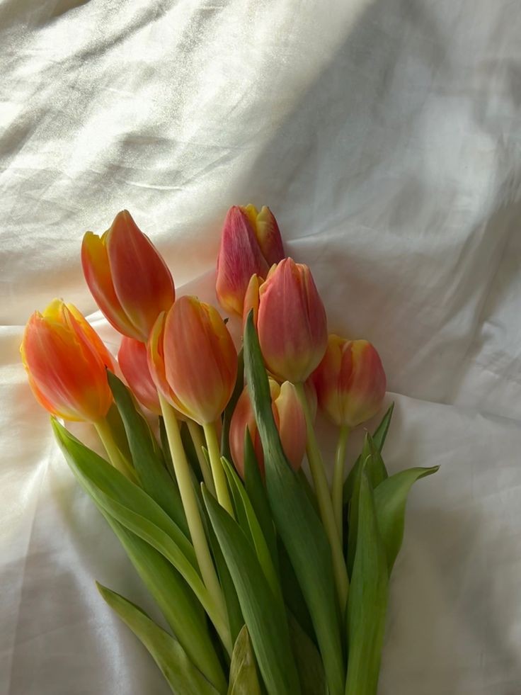 tulips.