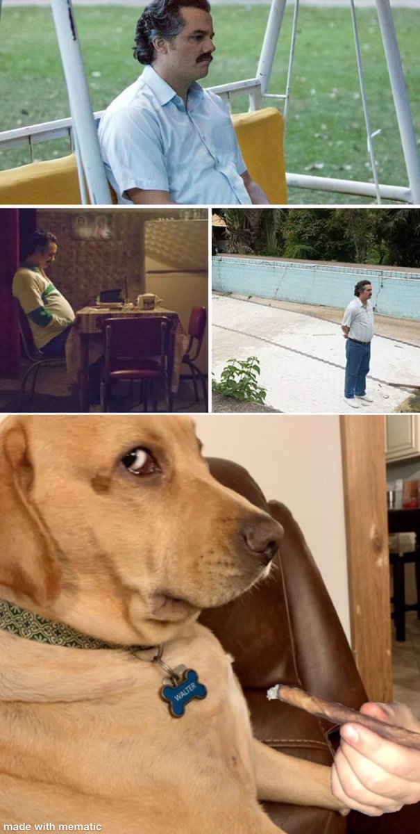 Devs waiting for trading volume to pick up after dropping a million memes and listing our coin on every site. Meanwhile, Walter's just chilling here getting high.

$SED