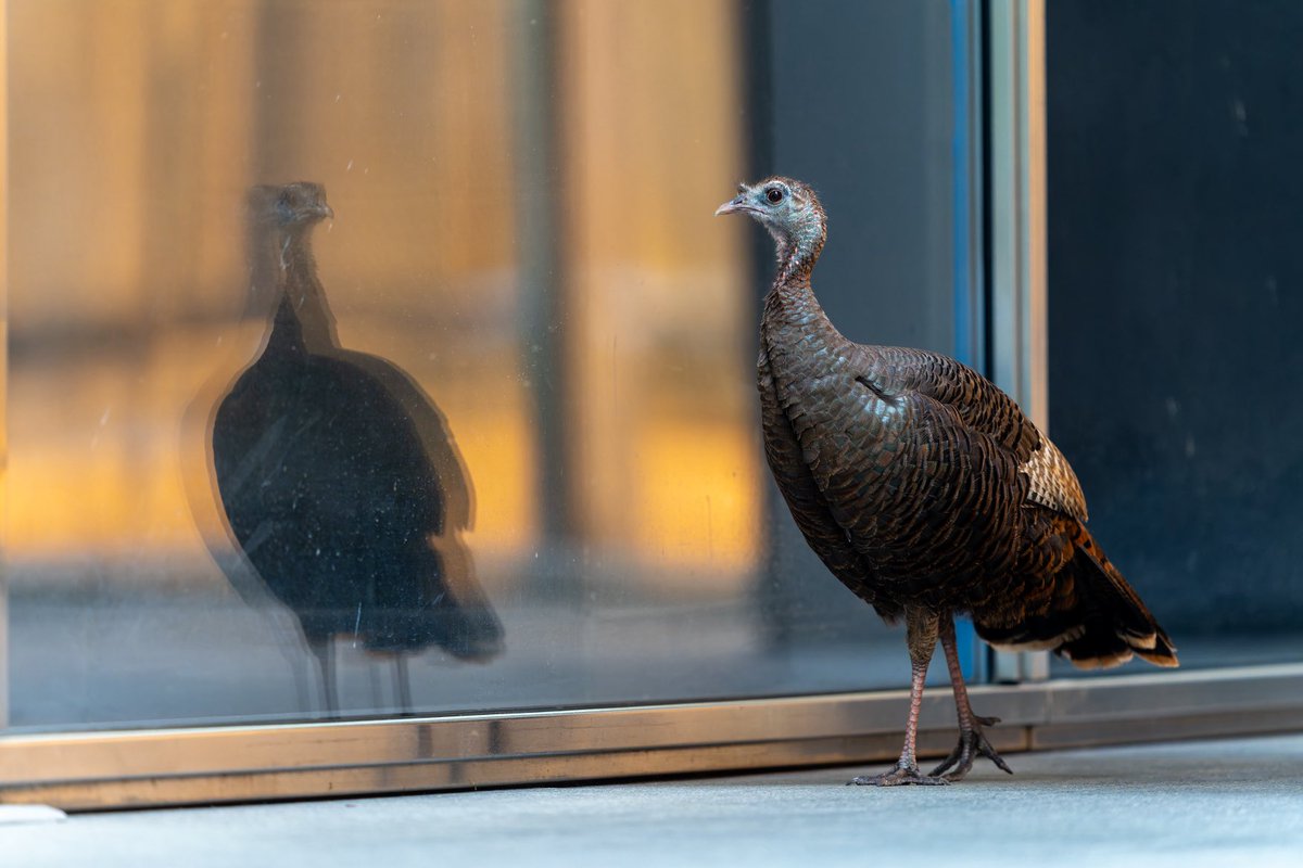 Astoria seemed drawn to her reflection last night, and I couldn’t help but wonder if she was missing her flock. We can all relate to the feeling of being lonely in the city from time to time. I hope she stays safe.🤎🦃 #bird #birds #birdcpp