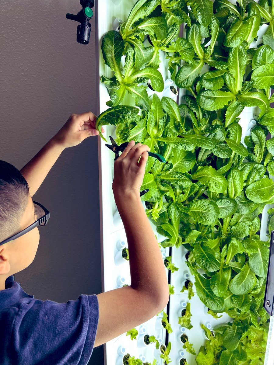 🌱🎉 Our young environmental scientists at Vista del Sol Environmental Science Academy had a blast harvesting lettuce from our hydroponic system today! PreK-1st graders getting hands-on with sustainability early on. @ForkFarms #TeamSISD #FutureGreenLeaders