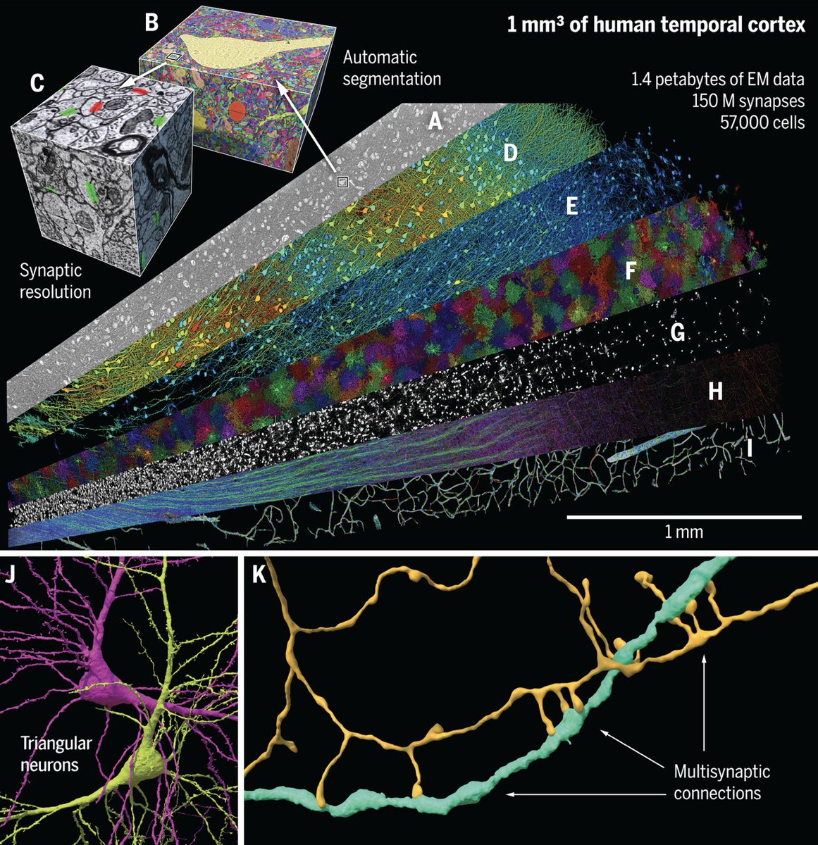 A petavoxel fragment of human cerebral cortex reconstructed at nanoscale resolution

Just published in Science.

This is spectacular work! 

The authors obtained a 1 mm3 sample of the human temporal cortex from an individual undergoing epileptic surgery. This sample was then