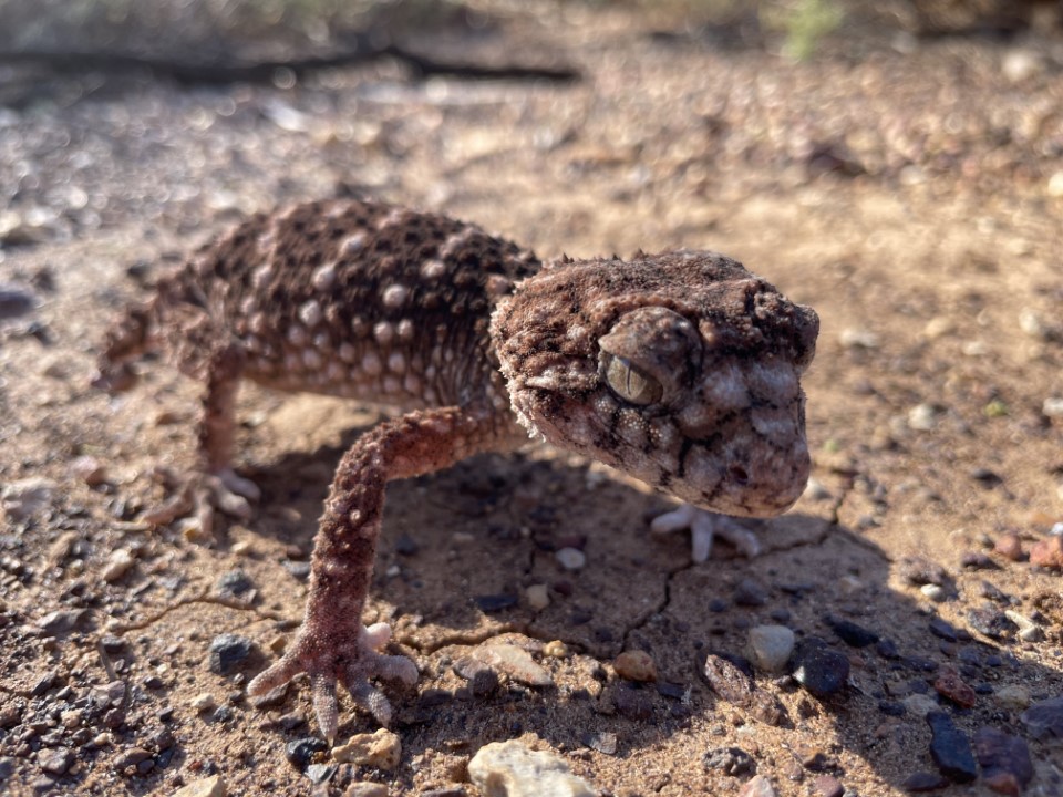 Cheer up – it's almost the weekend!🎈 This grumpy-looking Spiny Knob-tailed Gecko (Nephrurus asper) was spotted during fauna surveys at Edgbaston Reserve. 📷 Dean Gilligan 📍 Edgbaston Reserve, Bidjara Country, 140km north-east of Longreach in Queensland