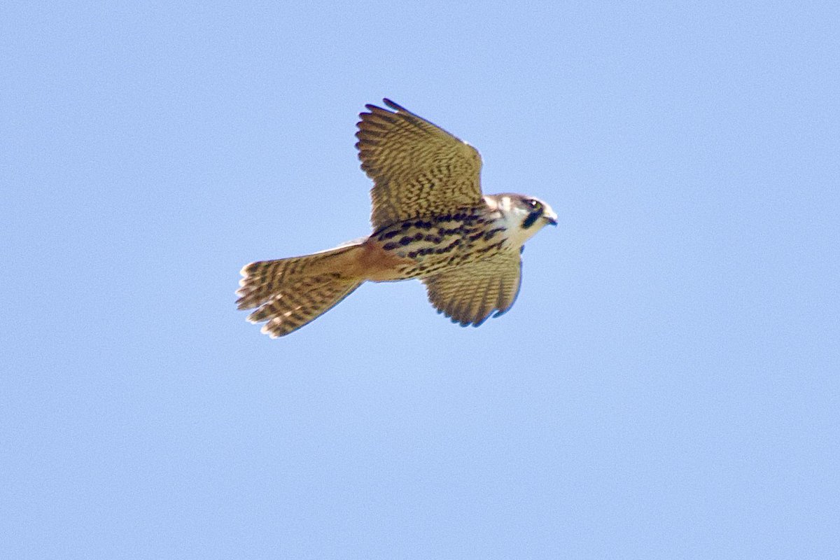 Hobby hunting over Walton Hall Marshes this afternoon @EssexWildlife @EssexBirdNews @BTO_EssexNE #birdsofprey #birdwatching #BirdsOfX