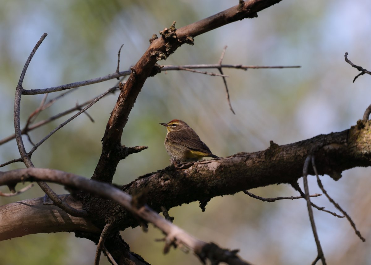 Finally was able to get this today, Palm Warbler a lifer😊
#birds #birding #birdsinwild #birdphotography #Smile #twitterbirds #twitternaturecommunity #Canon #twitternaturephotography #IndiAves #Birdsoftwitter #Canonphotography #BirdTwitter #BirdsSeenIn2024 #Shotoncanon