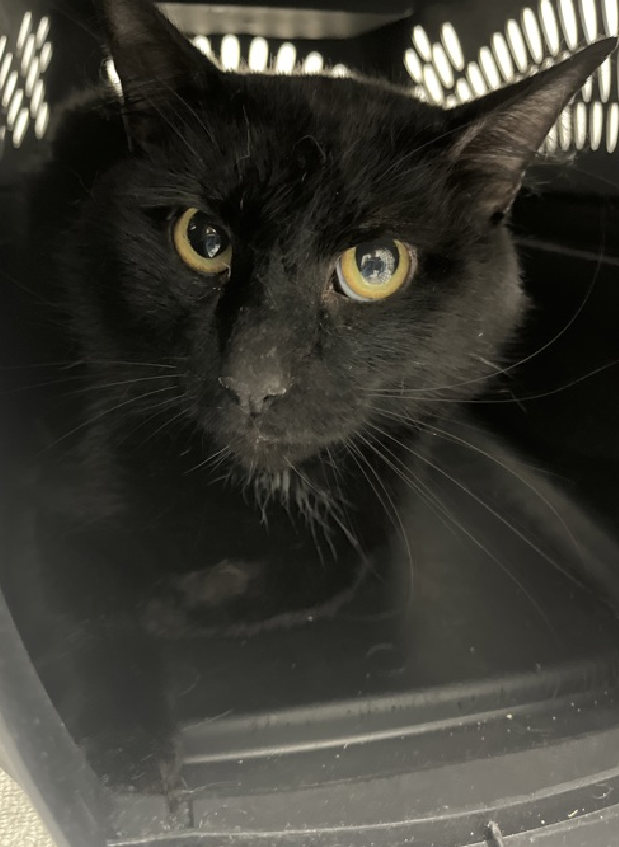 🆘🆘 BREEZY, 2 YO, MALE – IN BROOKLYN ACC 🆘🆘 - came into the shelter as an aco - owner surrender on 3/7/2024, with the surrender reason stated as not a fit - too many animals already. 😿 😿 😿 😿 BREEZY is an adult cat that may not have had many interactions with humans from…