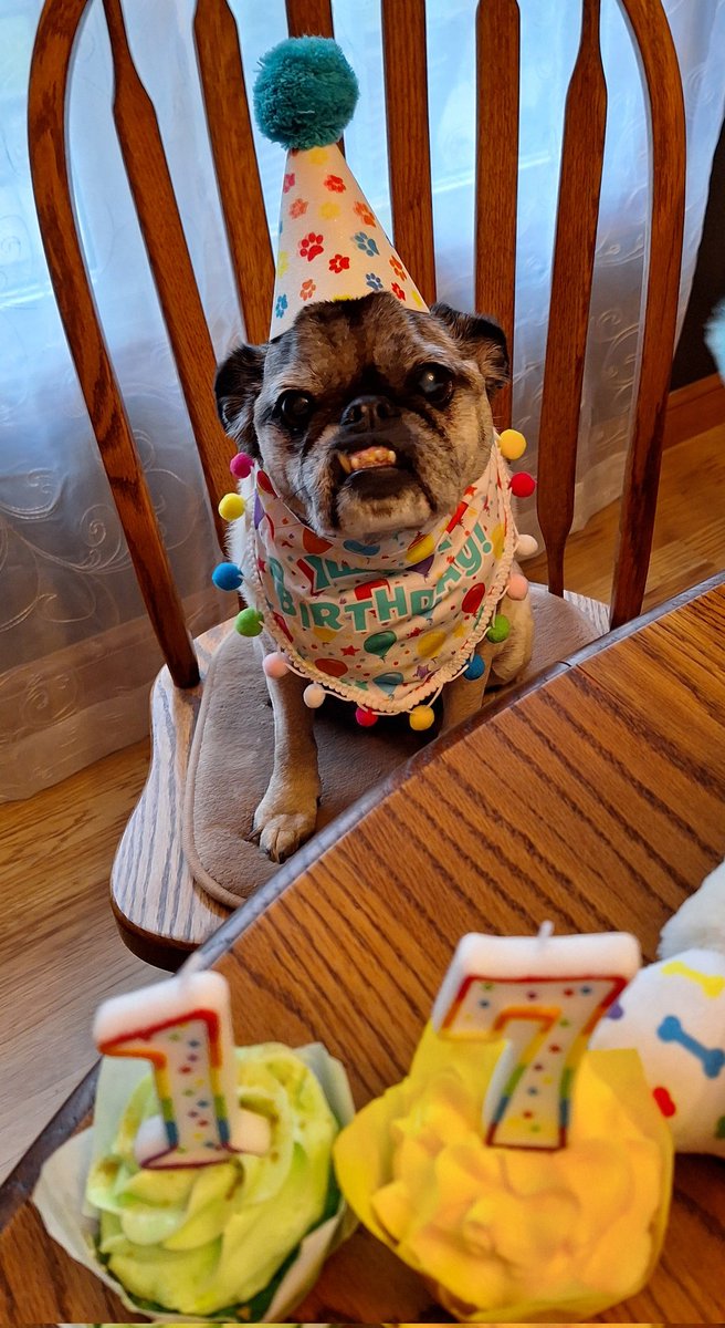 #BREAKING_NEWS 🚨
I'M 17 YEARS OLD TODAY🥳🎉! COME PAWTY WITH ME FRIENDS 🎉🎉🎉! #birthdaygirl #LUCY #LucyIs17 #May9th #HappyBirthday #BirthdayVibes #puglife #PartyTime #dogsoftwitter #dogsofx #pugsofx #beautifulgirl