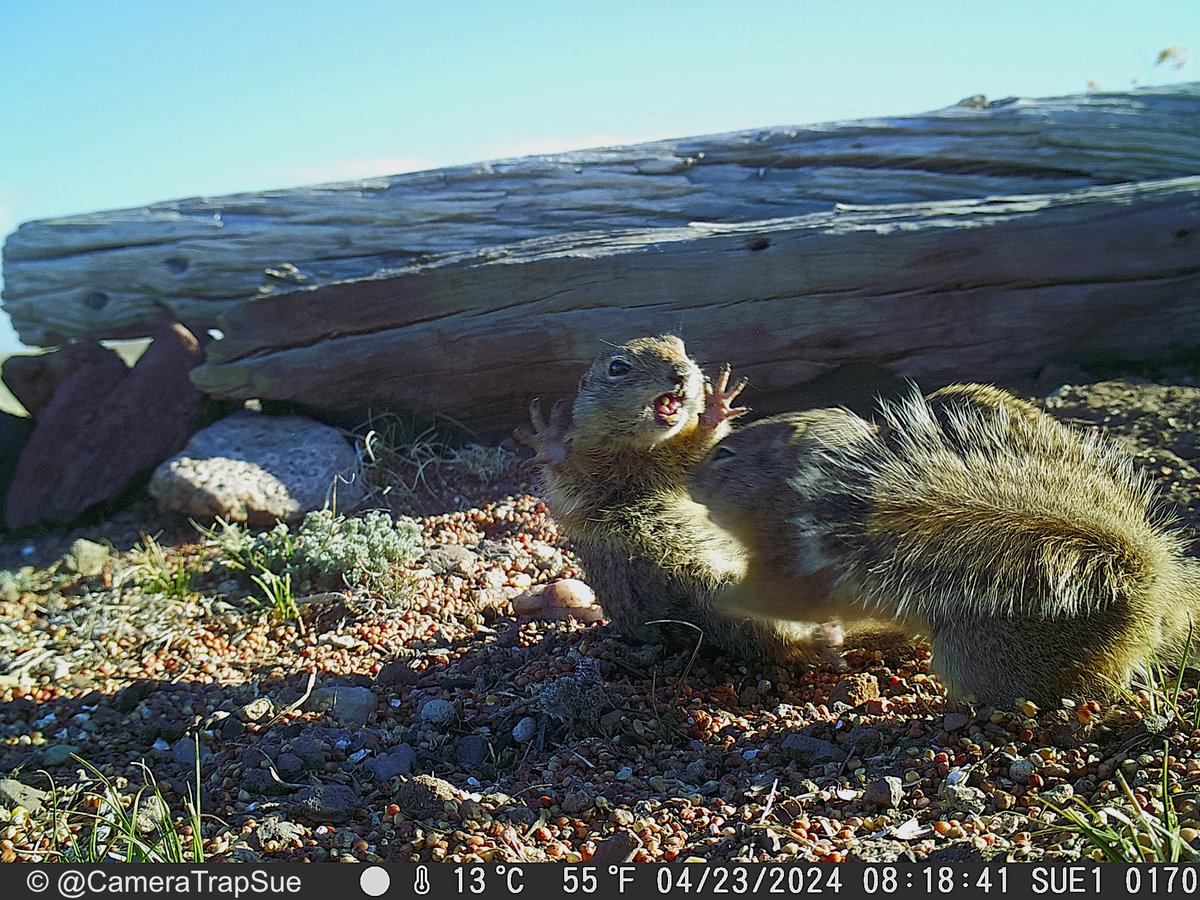 High drama in Hartsel. 😁

Wyoming ground squirrels.