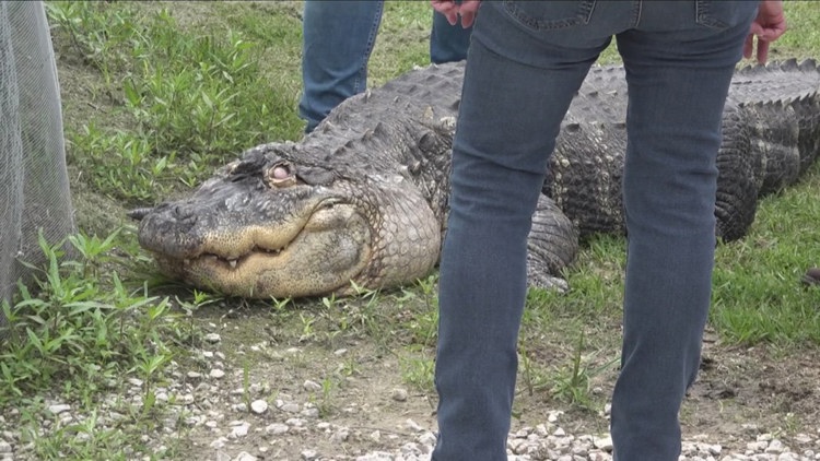 ICYMI: Albert the Alligator has been moved to a new home in Texas. wgrz.com/article/life/a…