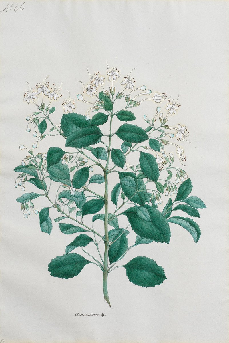 A botanical study (clerodendron) made for Mountstuart Grant Duff, Governor of #Madras Grant's father was the historian James Cunningham Grant Duff who arrived at #Bombay in 1805 This c1875 CE #CompanyPainting attributed to artist Rungia Raju will be on @bonhams1793 sale of May 21