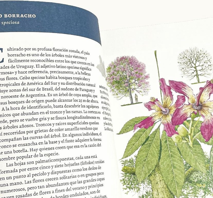 blog_miramama's tweet photo. Que belleza este libro que acaba de publicar Alter Ediciones. 

Árboles de Montevideo 

Se presenta el próximo 17 de mayo en el salón del Museo del Jardín Botánico y ya está en todas las librerías + en la web de https://t.co/v6RkCh27Gr https://t.co/F7zRjsZlf0