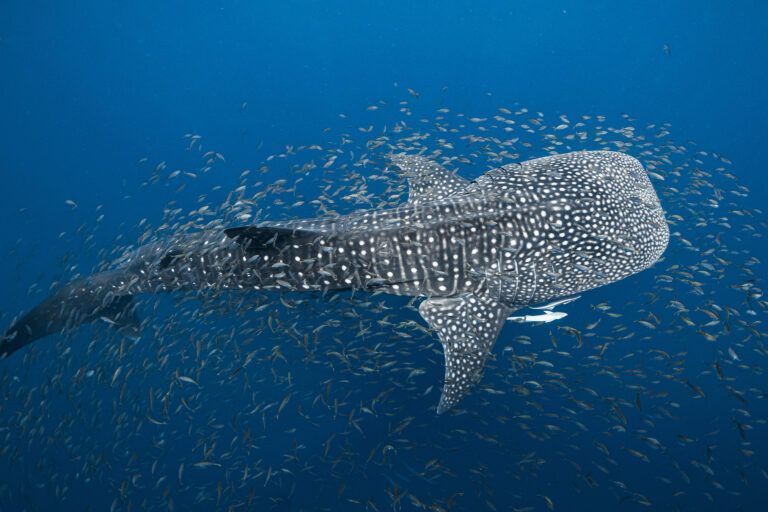 $11.3 billion pledged at the 9th Our #Ocean Conference in Athens to safeguard our oceans! 🌊 Despite progress, concerns linger about declining commitments and slow #ConservationEfforts 🔗 Read the full news for details: buff.ly/3Q6vX9K Via @MongabayOrg