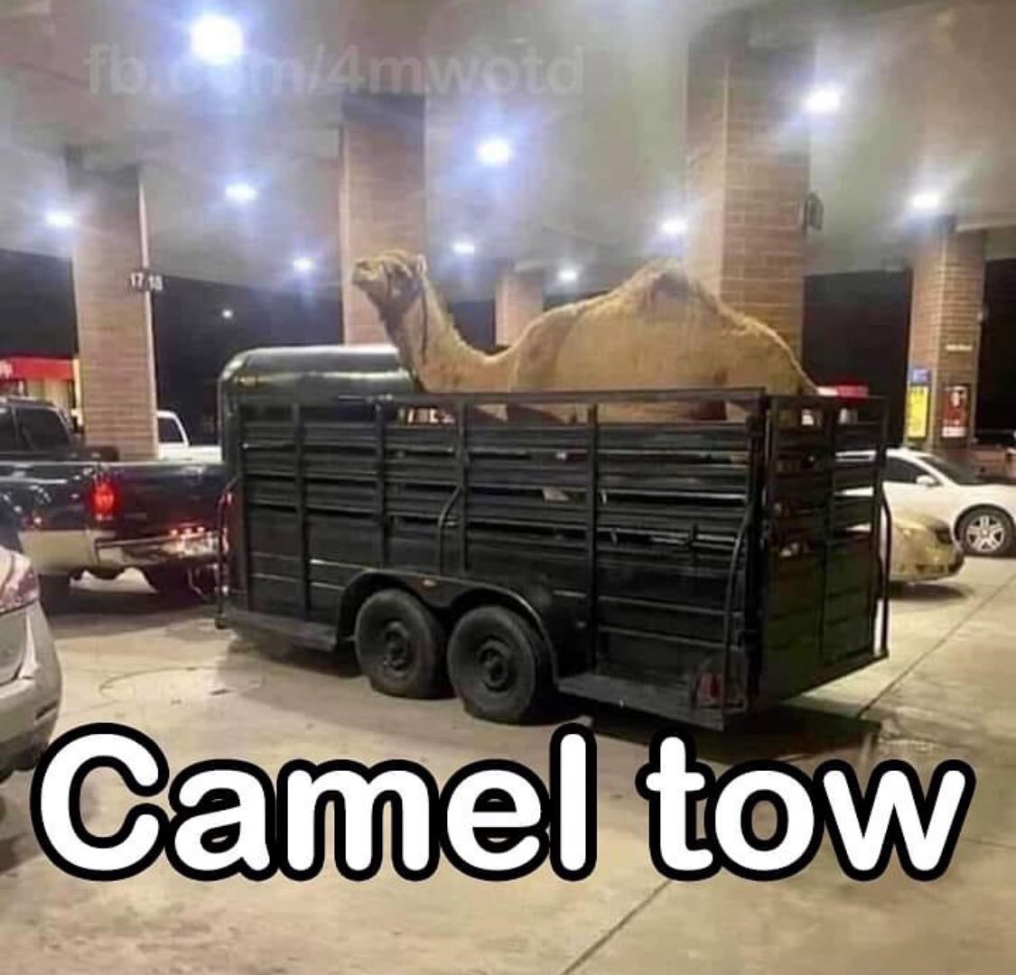 🐫 t