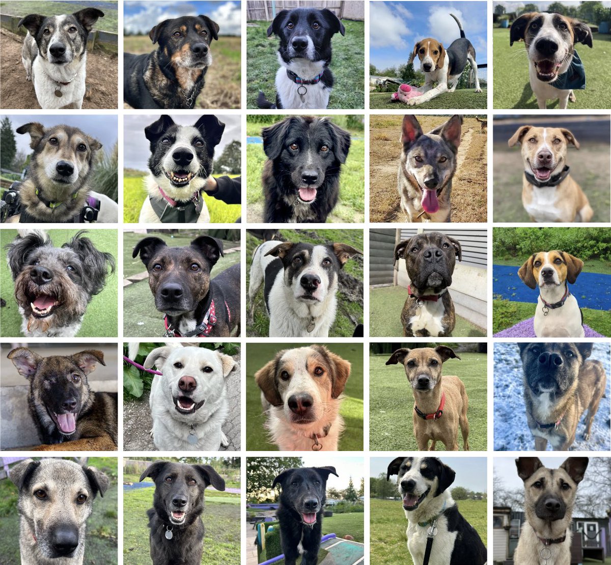 We have so many gorgeous dogs looking for forever homes or a foster. We rehome across the North West, provide full rescue back up and many of our dogs can live with other dogs 🐶🐶 dogs4rescue.co.uk/dog-type/adopt/ We occasionally rehome further afield if it is a perfect home for one of
