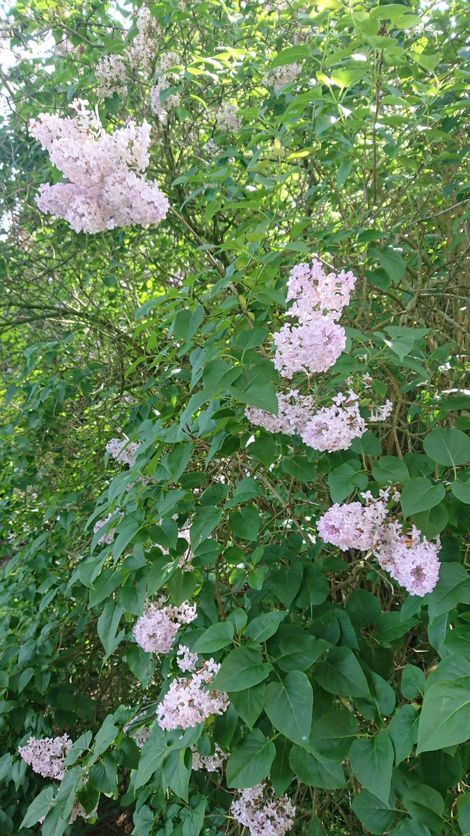 wordsanddeeds (@wordsanddeeds1) on Twitter photo Enjoyed a sunny stroll around <a href="/BishopsGardens1/">Bishop'sLodgeGardens</a> today. Lovely to see the plants in bloom and hear the birds, including goldcrest, blackbird, coal tit and blackcap. Enjoyed a sunny stroll around <a href="/BishopsGardens1/">Bishop'sLodgeGardens</a> today. Lovely to see the plants in bloom and hear the birds, including goldcrest, blackbird, coal tit and blackcap.