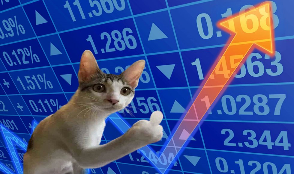 FLIPPING STONKS. #flipcat IS BACK!