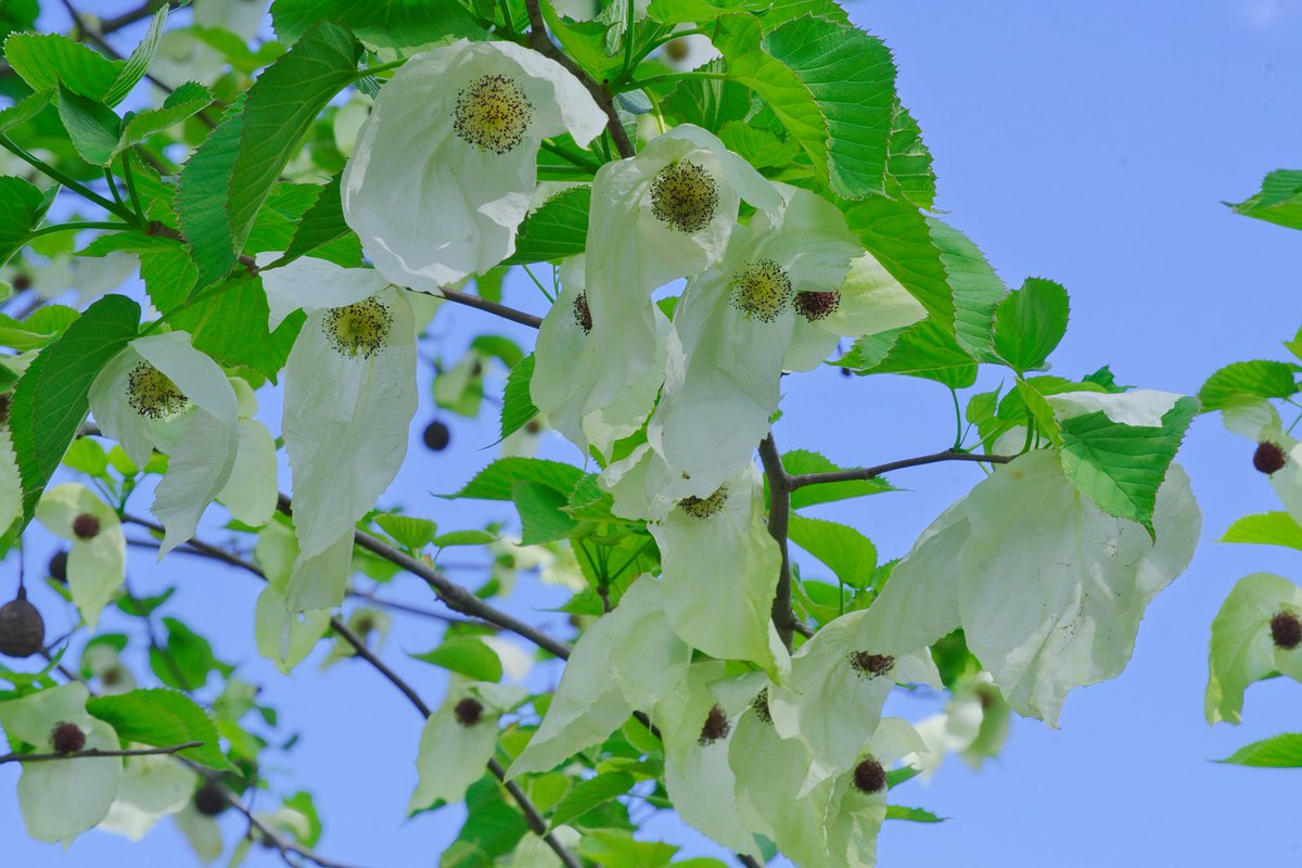 ハンカチの木

白い2枚の苞葉がハンカチのように見えることから、この名があり、「幽霊の木」とも呼ばれる。真ん中に見える丸いのが花にあたる。
水戸市植物公園にて

#PENTAX #pentaxk3mkiii  #pentax_da55300plm
