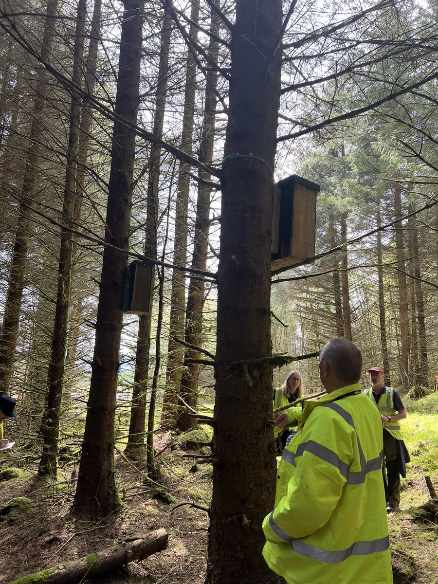 Brilliant day at Kielder Forest learning all about pine martens and how to survey for and monitor them. Great fun learning about den boxes, thermal imaging, bait stations and pine marten poo! @PinetenColin @labmammalgroup @vincentwildlife #martensonthemove