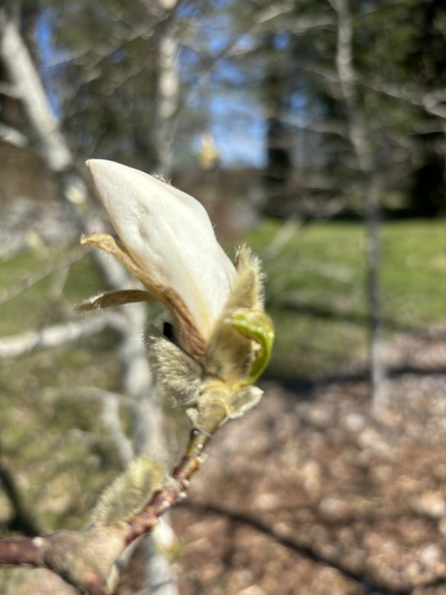 NRanimaa's tweet photo. #Lepaa’n #magnolia’t 🤍 #Hattula #kevät https://t.co/XTtX6WSDvS